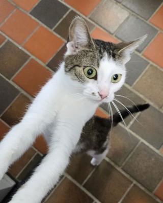 Lilli (nur mit Mia und Alexa)