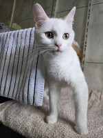 Lilou