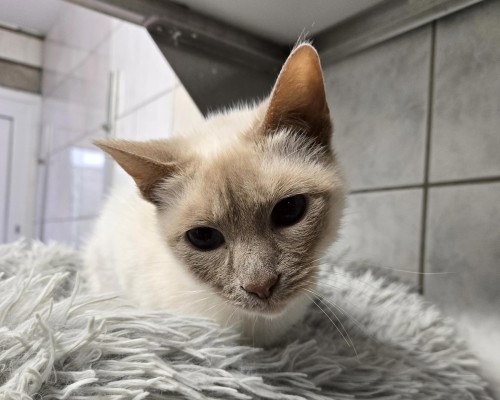 Mia (nur mit Lilli)