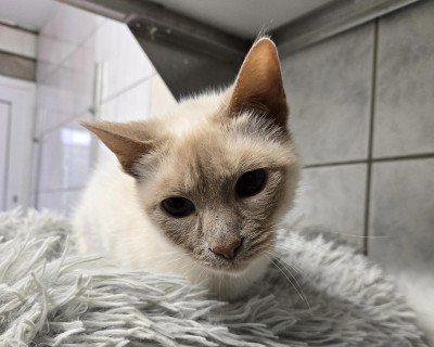 Mia (nur mit Lilli und Alexa)