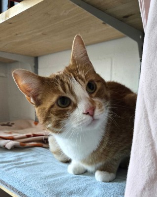 Minos (nur mit Aslan)