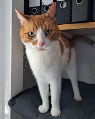 Miro