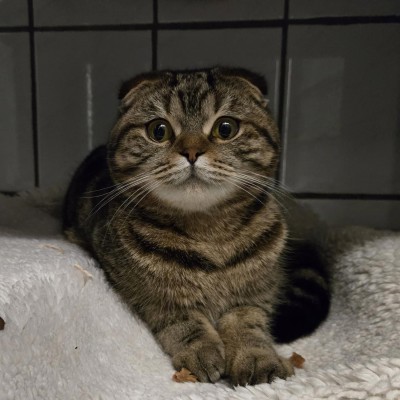 Mizza (nur mit Chicco)