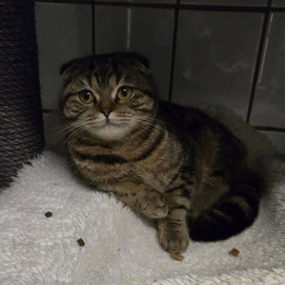 Mizza (nur mit Chicco)