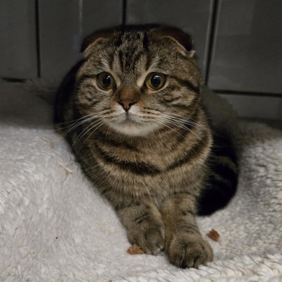 Mizza (nur mit Chicco)