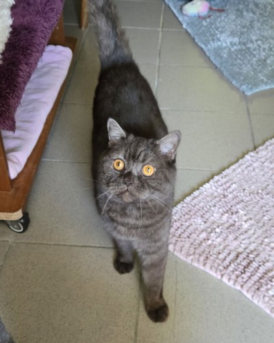 Mogli