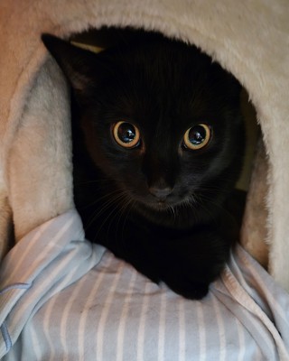 Nunu (nur mit Nala)