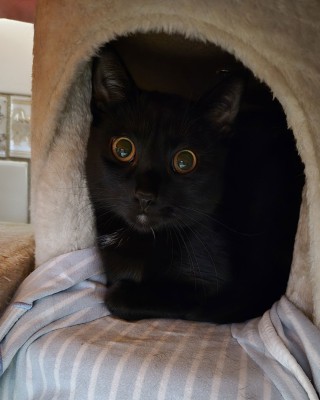 Nunu (nur mit Nala)