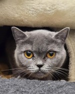 Pamuk (nur mit Sisu)