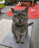 Pamuk (nur mit Sisu)