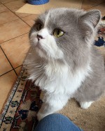 Percy