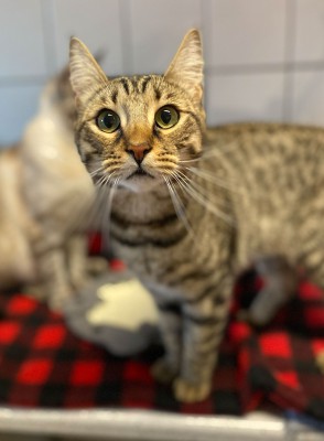 Rocky (nur mit Simba)