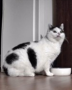 Rosie Rosie