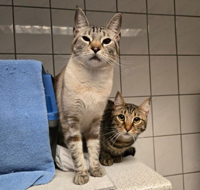 Simba (nur mit Rocky)