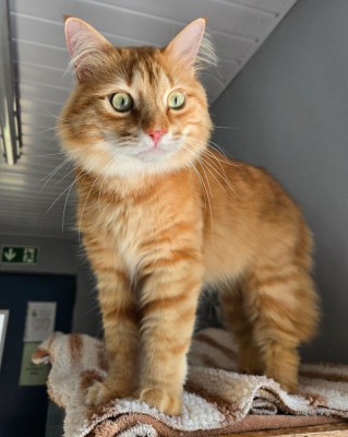 Simba