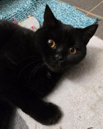 Sisu (nur mit Pamuk)