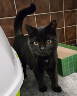 Sisu (nur mit Pamuk)