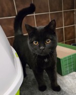 Sisu (nur mit Pamuk)