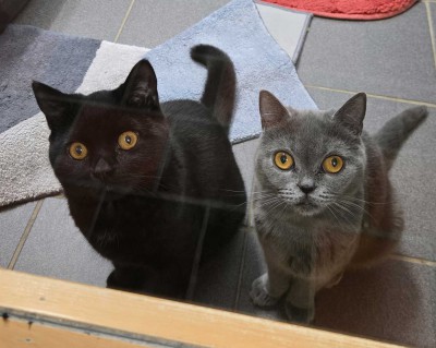 Pamuk (nur mit Sisu)