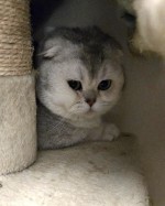 Smoky (nur mit Daim und Liana)