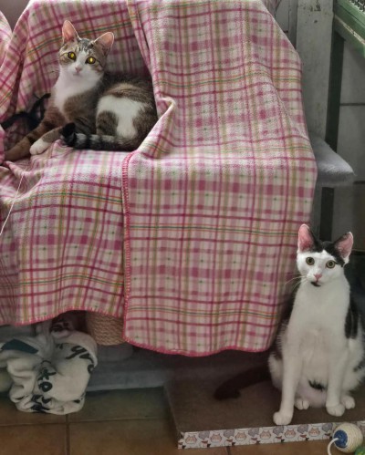 Coco (nur mit Tora)