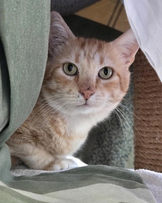 Toffee