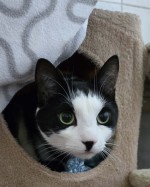 Wilson (nur mit Orio) Wilson (nur mit Orio)
