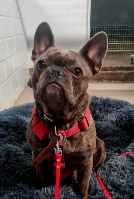 Hugo