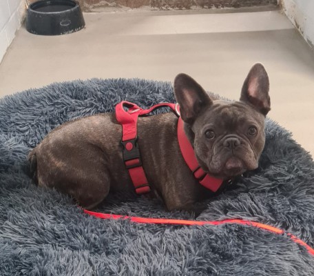 Hugo