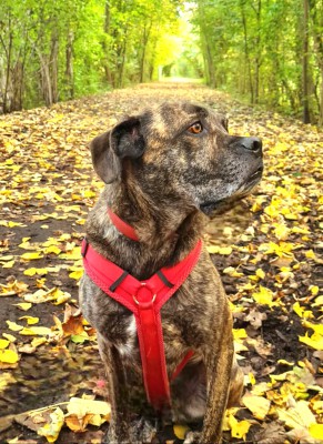 Inspector Barnaby (Barney)