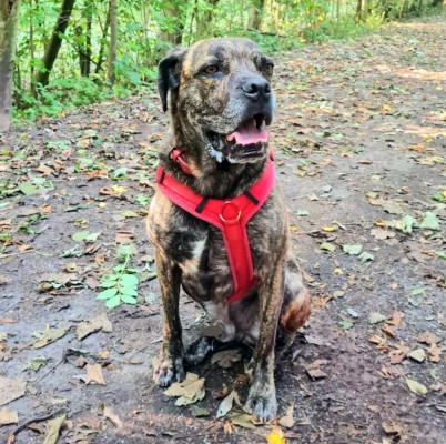 Inspector Barnaby (Barney)