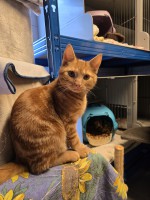 Garfield (nur mit Tiger ) Garfield (nur mit Tiger )