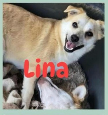 Lina